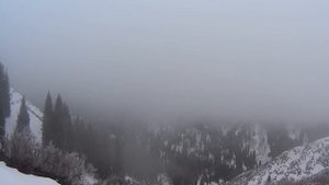 Дикий лес Алматы. Путь в Горный садовод | Движение - Жизнь.