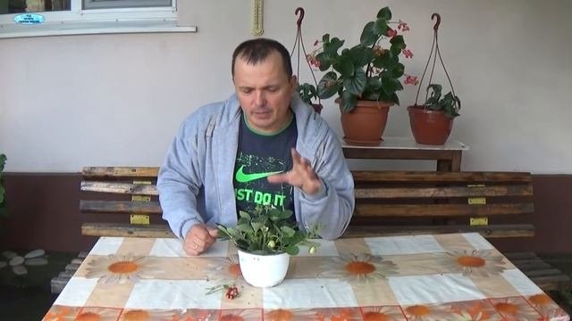 ВЫРАЩИВАНИЕ ЗЕМЛЯНИКИ ЗИМОЙ.