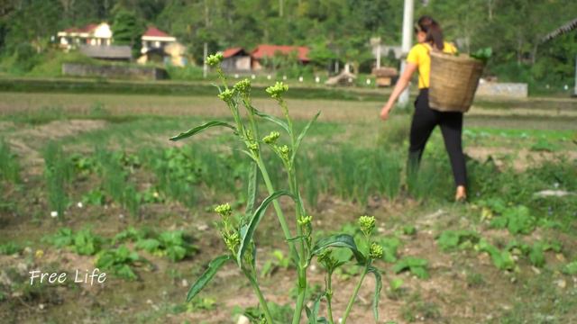 Harvesting papaya fruit gardens to sell at the market, animal care смотреть онлайн