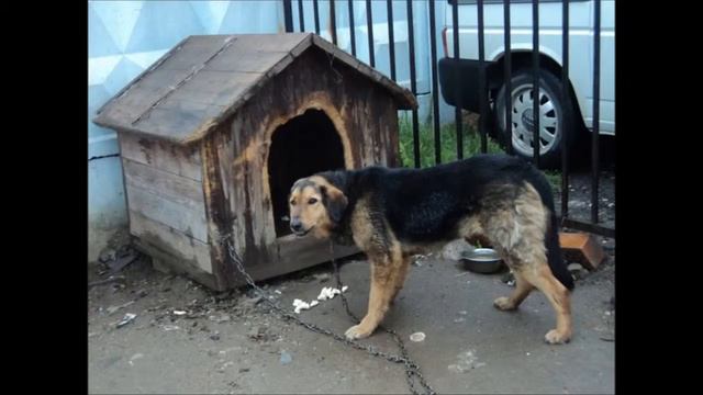 ВОЛК ОТОМСТИЛ смотреть онлайн