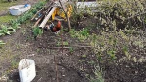 Обзор курей корольков/Review of Curie Kings