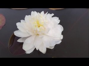 Нимфея White 1000 petals  (1000 белых лепестков) кувшинка, нимфея, водные растения, пруд