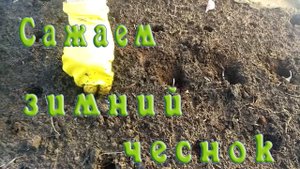 Сажаем зимний чеснок. Приспособление для облегчения посадки.