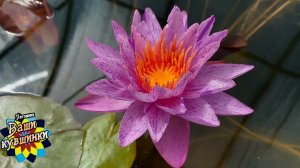 Нимфея Amethyst crystal (Кристалл аметиста) кувшинка, waterlily, водные растения, пруд