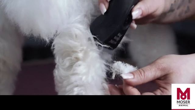 Как удалить колтуны и спутанную шерсть на собаке | MOSER Animal