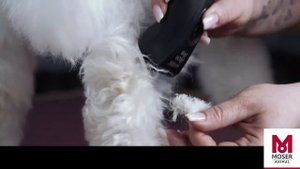 Как удалить колтуны и спутанную шерсть на собаке | MOSER Animal
