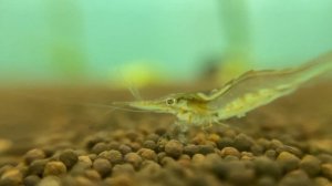 Красноносая креветка Пиноккио