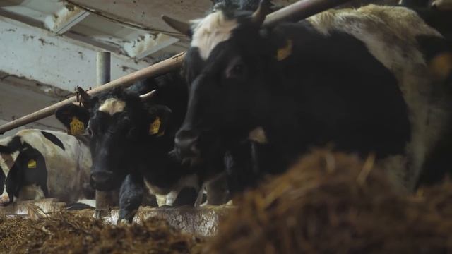 MF Герои своей земли: Агрофирма Холмогорская