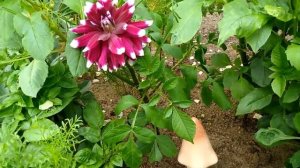 Георгины. Декоративный георгин Дуэт. Dahlias. Decorative Dahlia Duet. Dekorative Dahlie-Duo. Dahlie