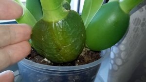 Новые уценочные камбрии, как пересаживать, как содержать, как поливать. Камбрия выпустила цветонос.