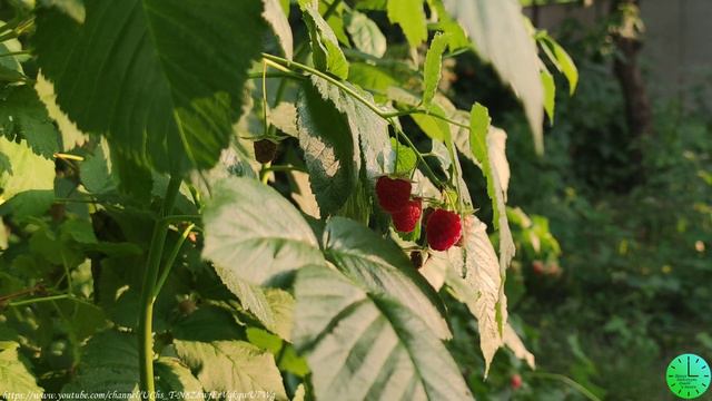 Пение птиц летним вечером лекарство для души и тела/Звуки природы/Birdsong/Sounds of nature