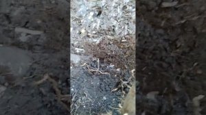 Так почему же Адамов корень, всё таки Адамов?!Вариант ответа)))