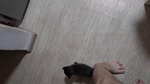 первые шаги в поправке котёнка Миши 2 часть смотреть онлайн