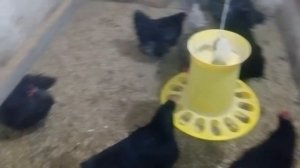 Подготовка к сбору инкубационного яйца зимой