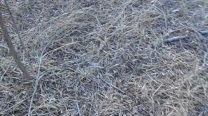 заячьи  тропы без снега ПРОВЕРКА