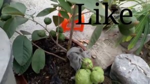 3 kg guava in pot plant of my roof top garden.ছাদের পেয়ারা গাছে 3 কেজি পেয়ারা  #Arfatchadbagan