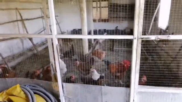 Перевели бройлеров на сетку смотреть онлайн