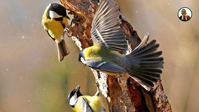 Советы от бабы Нины - Приметы на 8 Марта! смотреть онлайн