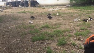 Линда, утка башкирка и голубой фаворит, взвешивание 6 недель