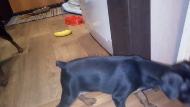 Цвергпинчер смотреть онлайн