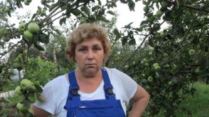 КОРОВ кормлю ЯБЛОКАМИ  РЕЦИРКУЛЯТОР бактерицидная лампа для  молочной