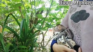 With baby monkey looking for fruits