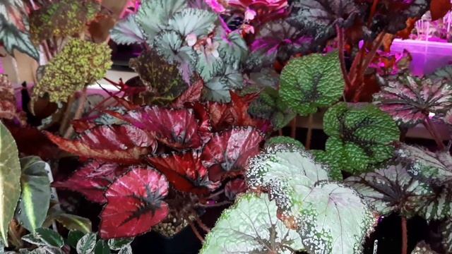 КОМНАТНЫЕ ЦВЕТЫ. БЕГОНИИ РЕКС ( ДЕКОРАТИВНО ЛИСТВЕННЫЕ) смотреть онлайн