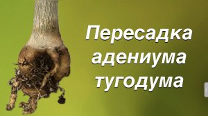 Адениум здоров, красив, но медленно растет. Пересаживаю. А дальше его ждет обрезка. 2 мая 2024 г.