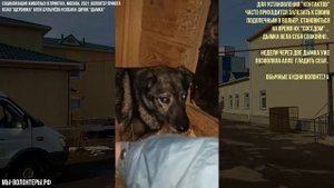 Социализация в приютах Москвы: волонтер Алла Булычева и собака-дичок Дымка, приют ЮЗАО "Щербинка"