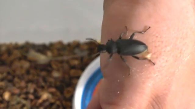 фермерское хозяйство "Терешата". Зофобас смотреть онлайн