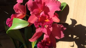 Каттлея цветение Cattleya "Festival" blooming November 2022