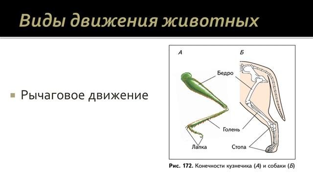 Биология 7 класс. Урок 61