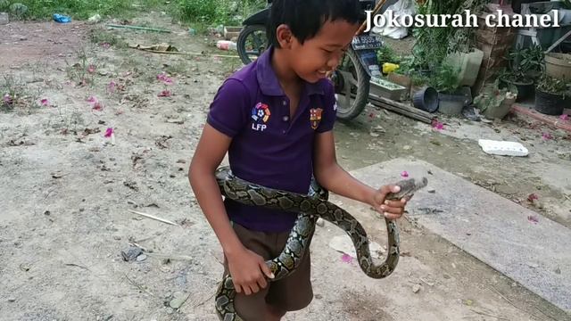 Ular Sanca Liar Jinak Ditangan Atta Pawang Ular Cilik смотреть онлайн