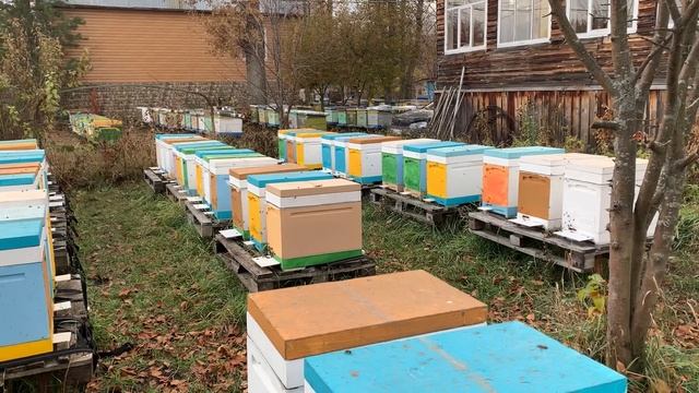 Даю пчёлам #пробиотик смотреть онлайн