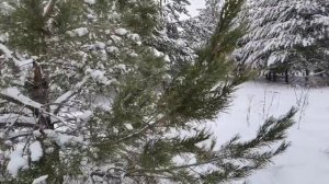 От 1000 рублей в день не напрягаясь, заработок на сборе сосновых шишек