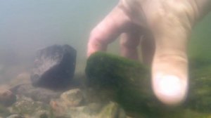 ЭКСПЕДИЦИЯ ЗА ТИЛЯПИЕЙ В НОВОВОРОНЕЖ ! КАК ЕЁ ЛОВИТЬ ?БЕШЕНЫЙ АФРИКАНСКИЙ ОКУНЬ НА АЭС...