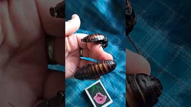 Сравнение размеров самца и самки мадагаскарских тараканов. смотреть онлайн