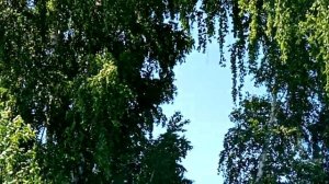 ЦВЕТЁТ КАЛИНА!