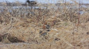 Большой Веретённик крупным планом, прилет птиц, наблюдение в Новгородской области, 6 апреля 2024