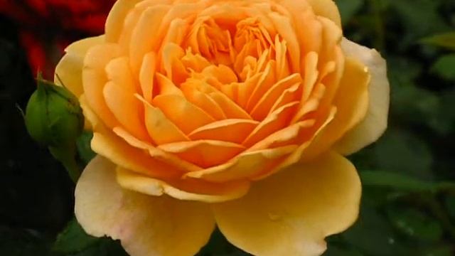 Троянда Кроун Принцесса Маргарет смотреть онлайн