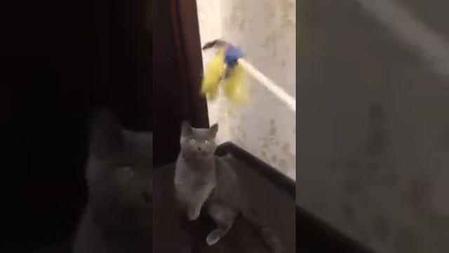 Мой кот когда ему 4 месяца(сейчас ему 6 месяцев) смотреть онлайн