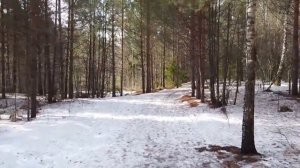 Наташа Королёва «Ласточка»