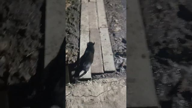 Кот Стёпка ушел на ночь Гулять! смотреть онлайн