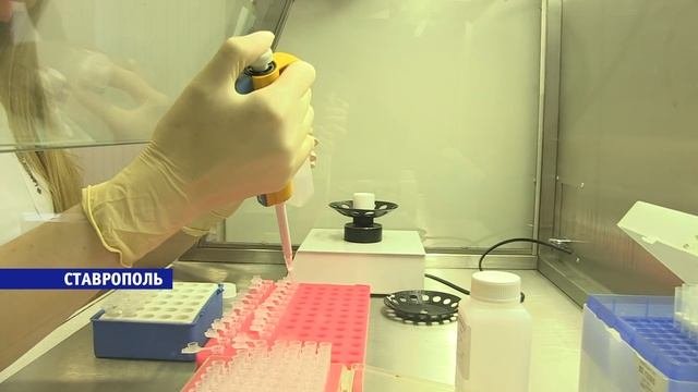 Селекционеры Ставрополья вывели уникальную породу коров