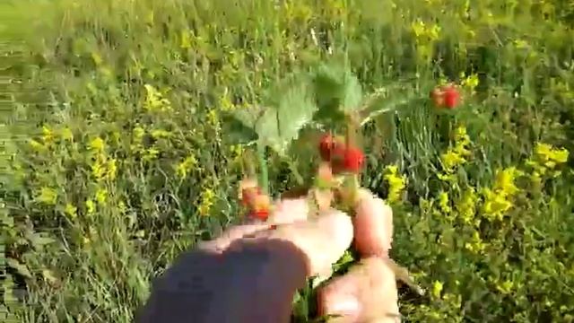 150704 Полевая клубник Земляник у карьера щебня правый берег реки Рыбница напротив п Ставцева г Орел