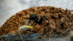 Паук Стеатода пайкулля описание