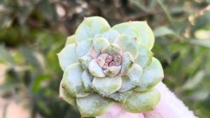 Echeveria ‘Pink Diamond’