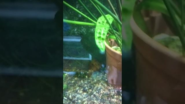 Проблемы аквариумистики. Рассадка растений. Кораллы на дне. смотреть онлайн