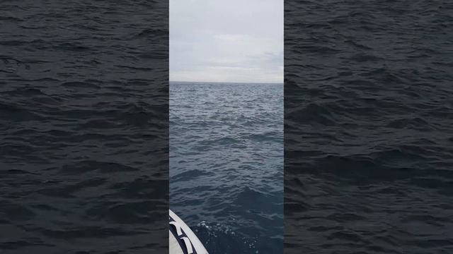 Вываживание тунца 30+   Tuna