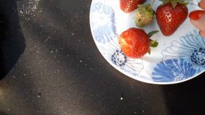 Молинг Столетие - клубника (Раннего срока созревания) Шотландский сорт